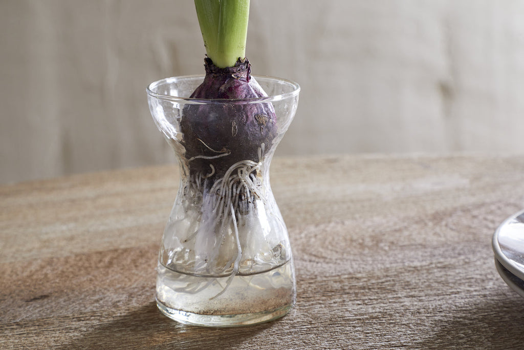 Enir Hyacinth Vase - Clear