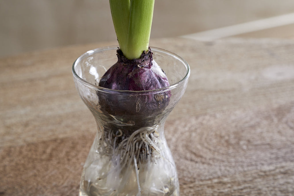 Enir Hyacinth Vase - Clear