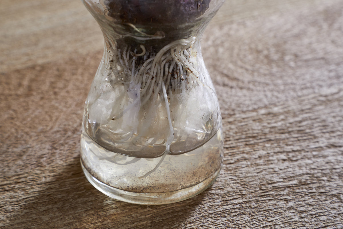 Enir Hyacinth Vase - Clear